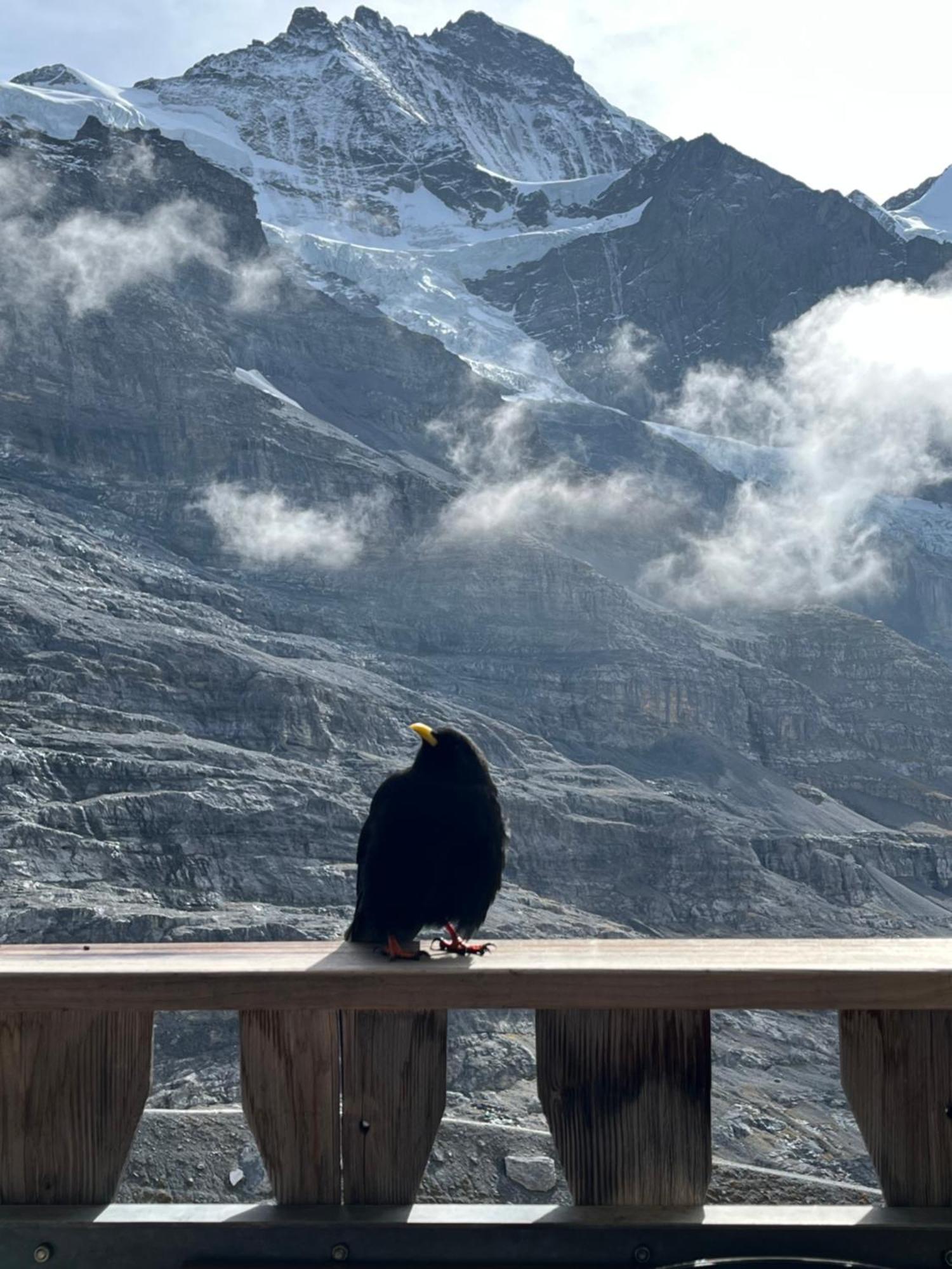 Chalet Viola Leilighet Wengen Eksteriør bilde